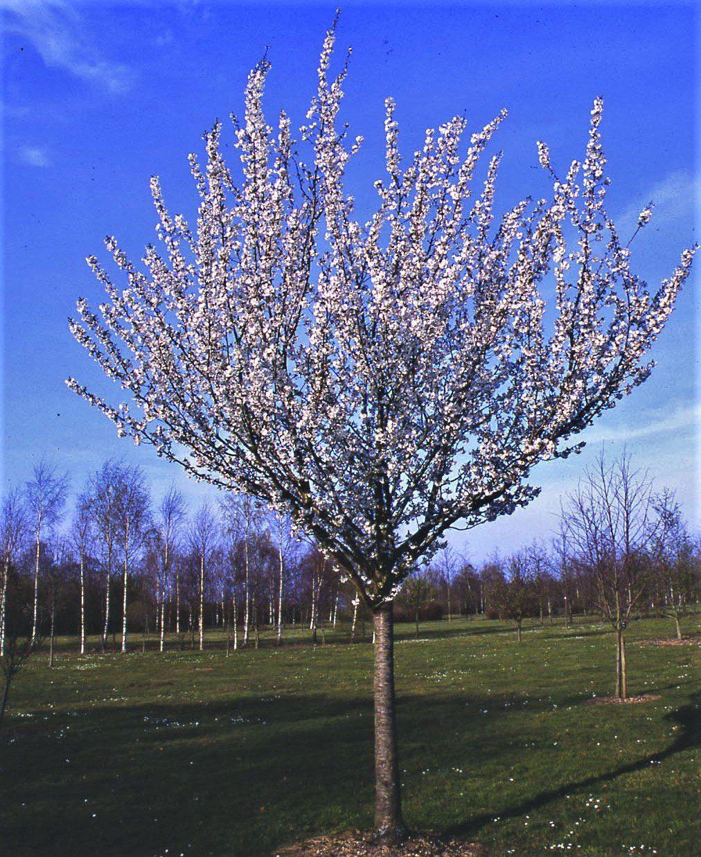 Prunus Serrulata Snow Goose - View 3 from www redcrocus com