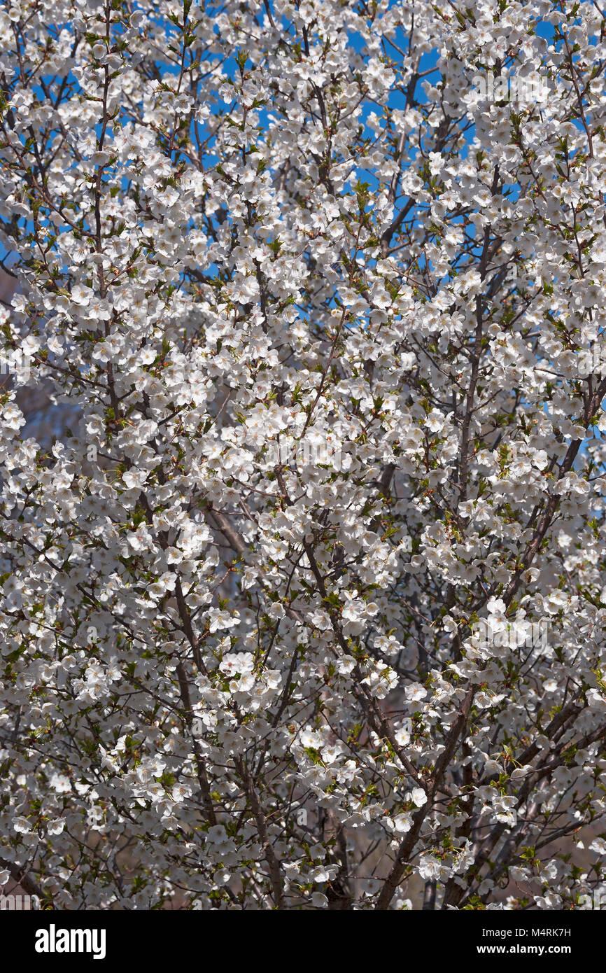 Prunus Serrulata Snow Goose - View 9 from www redcrocus com