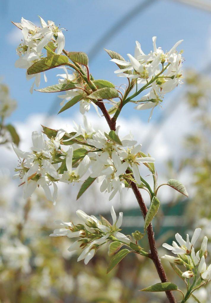 Amelanchier Grandiflora Autumn Brilliance Single Stem - View 10 from www redcrocus com