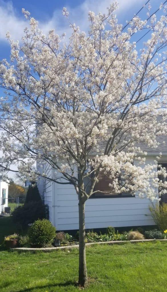 Amelanchier Grandiflora Autumn Brilliance Single Stem - View 13 from www redcrocus com