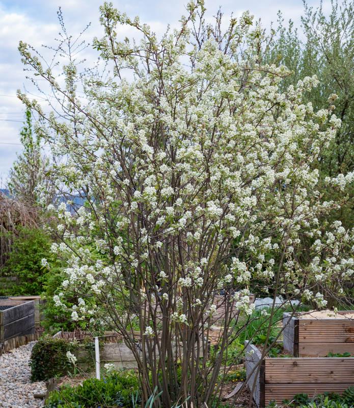 Amelanchier Grandiflora Autumn Brilliance Single Stem - View 17 from www redcrocus com