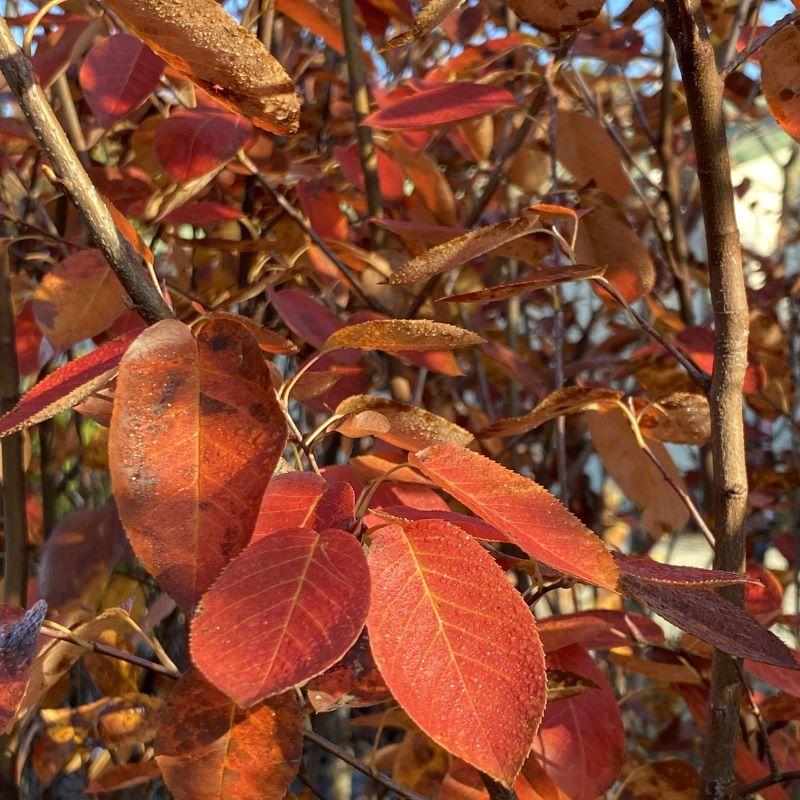 Amelanchier Grandiflora Autumn Brilliance Single Stem - View 19 from www redcrocus com