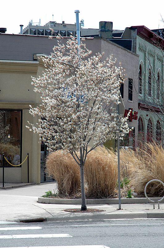 Amelanchier Grandiflora Autumn Brilliance Single Stem - View 4 from www redcrocus com
