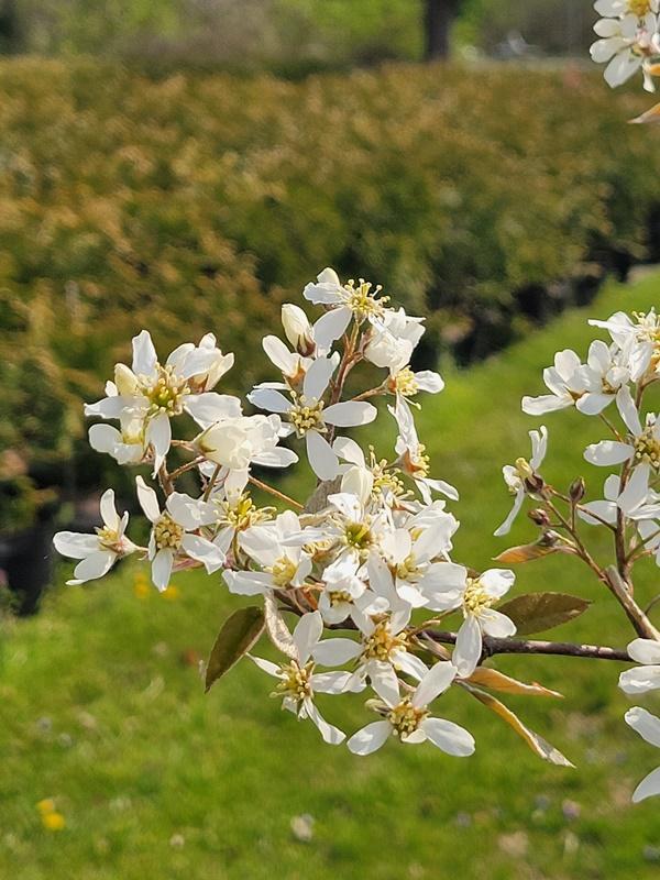 Amelanchier Grandiflora Autumn Brilliance Single Stem - View 6 from www redcrocus com
