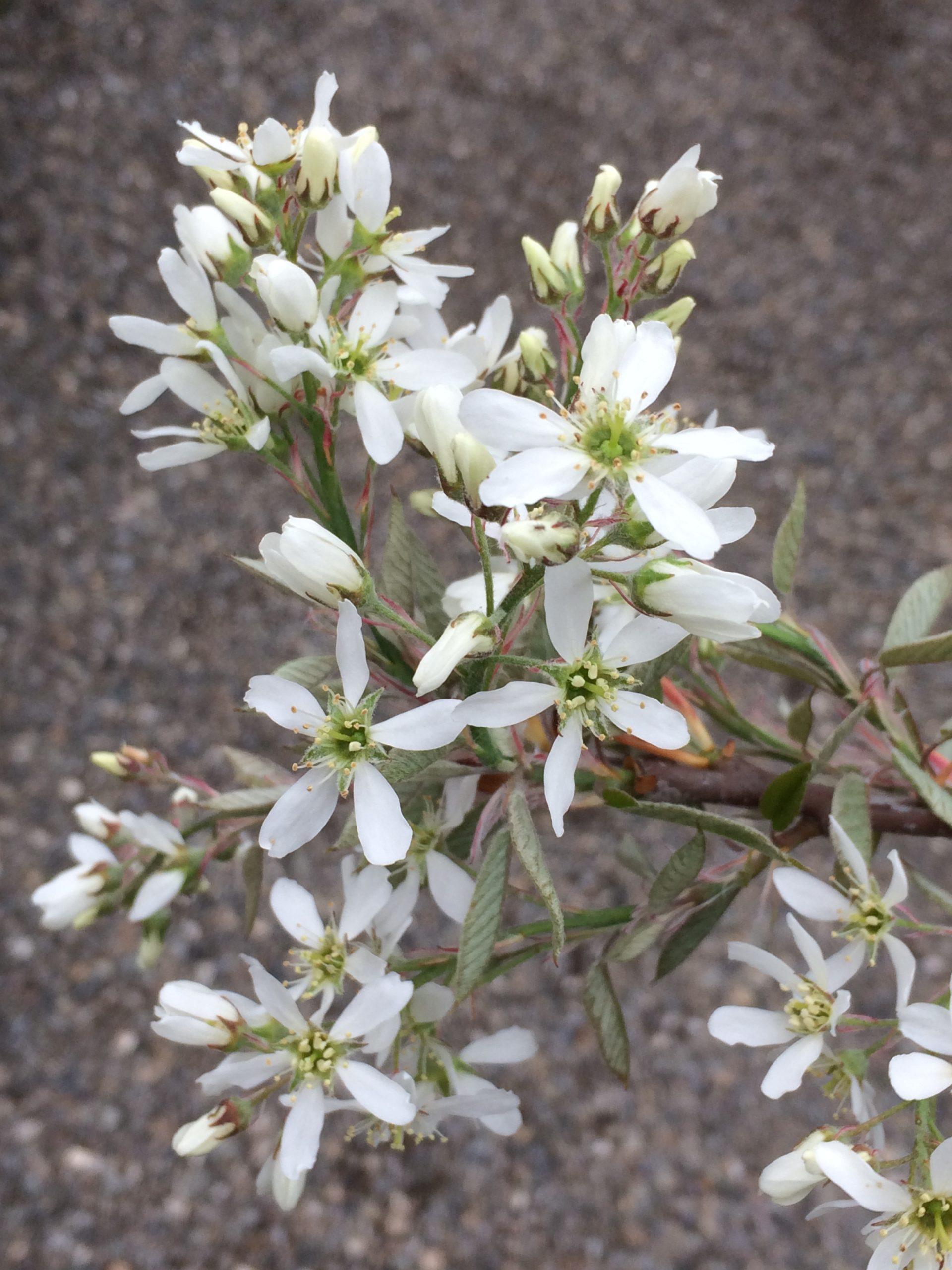 Amelanchier Grandiflora Autumn Brilliance Single Stem - View 8 from www redcrocus com