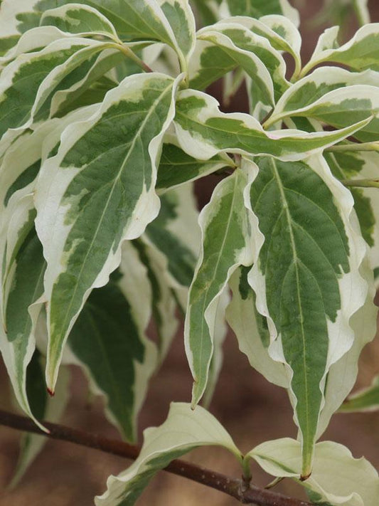 Cornus Kousa Summer Fun Single Stem - View 1 from www redcrocus com