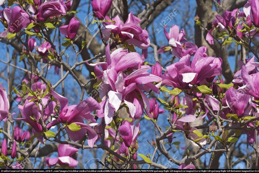 Magnolia Galaxy Single Stem - View 10 from www redcrocus com