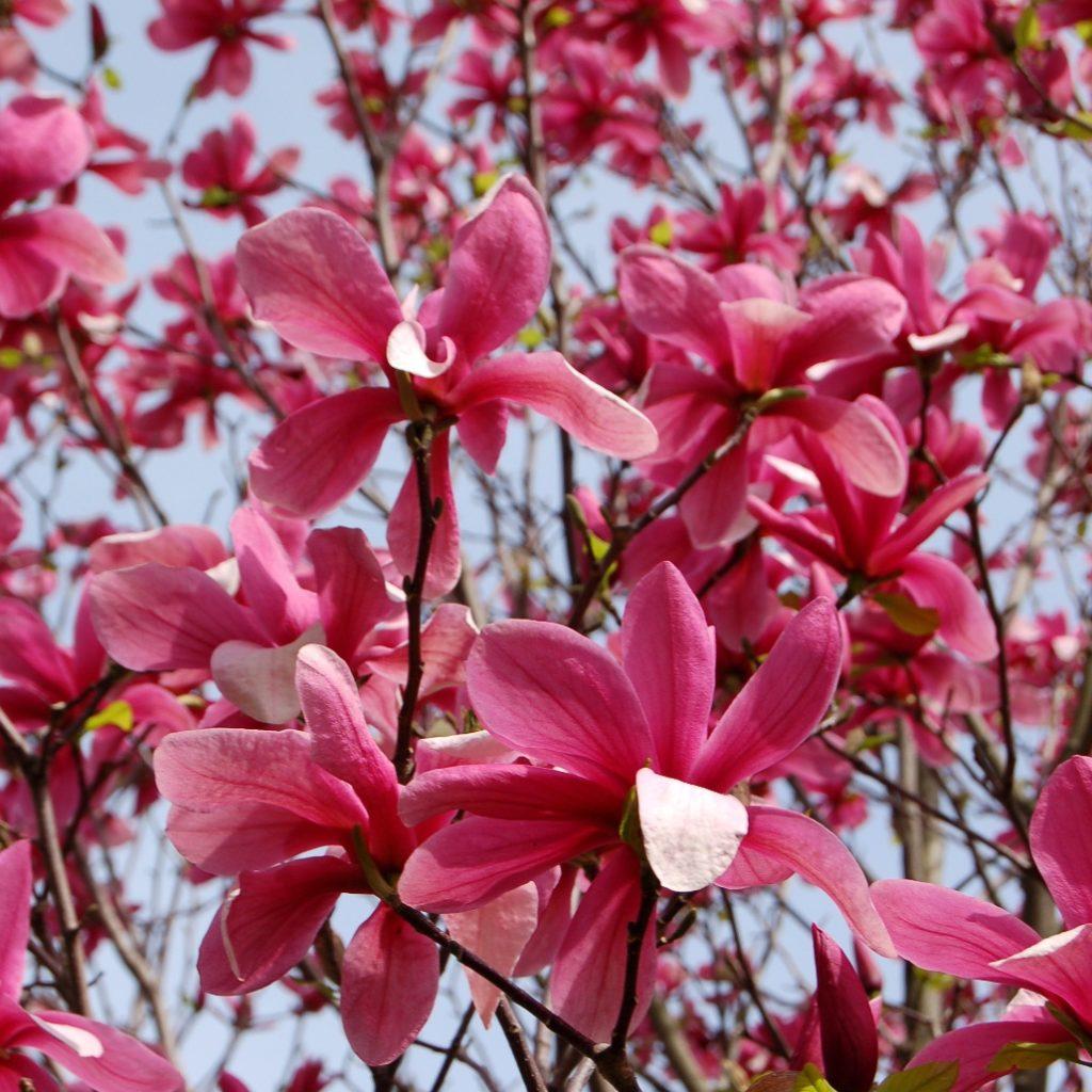 Magnolia Galaxy Single Stem - View 12 from www redcrocus com
