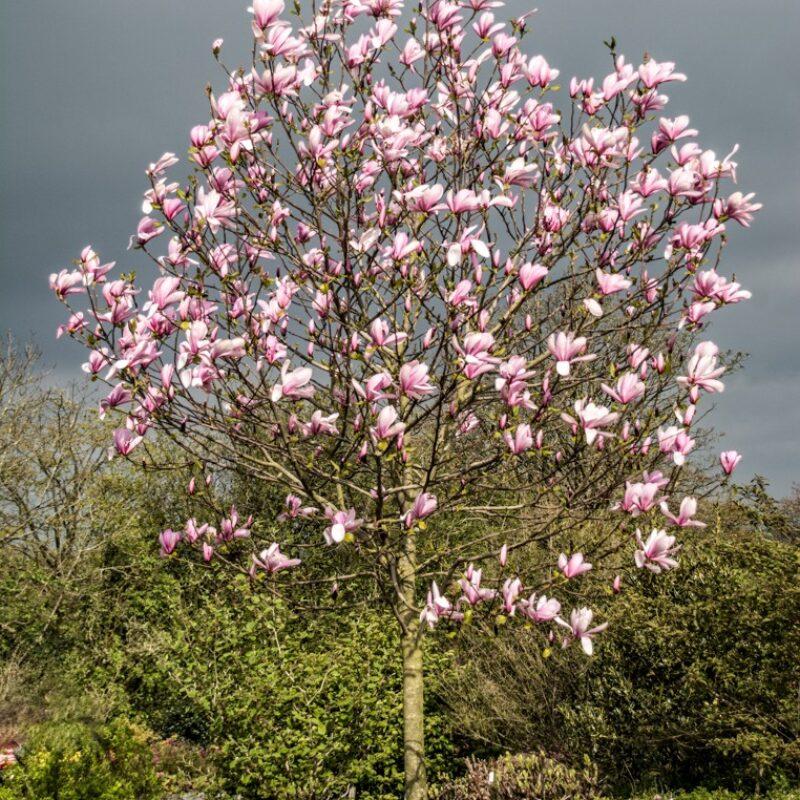 Magnolia Galaxy Single Stem - View 13 from www redcrocus com