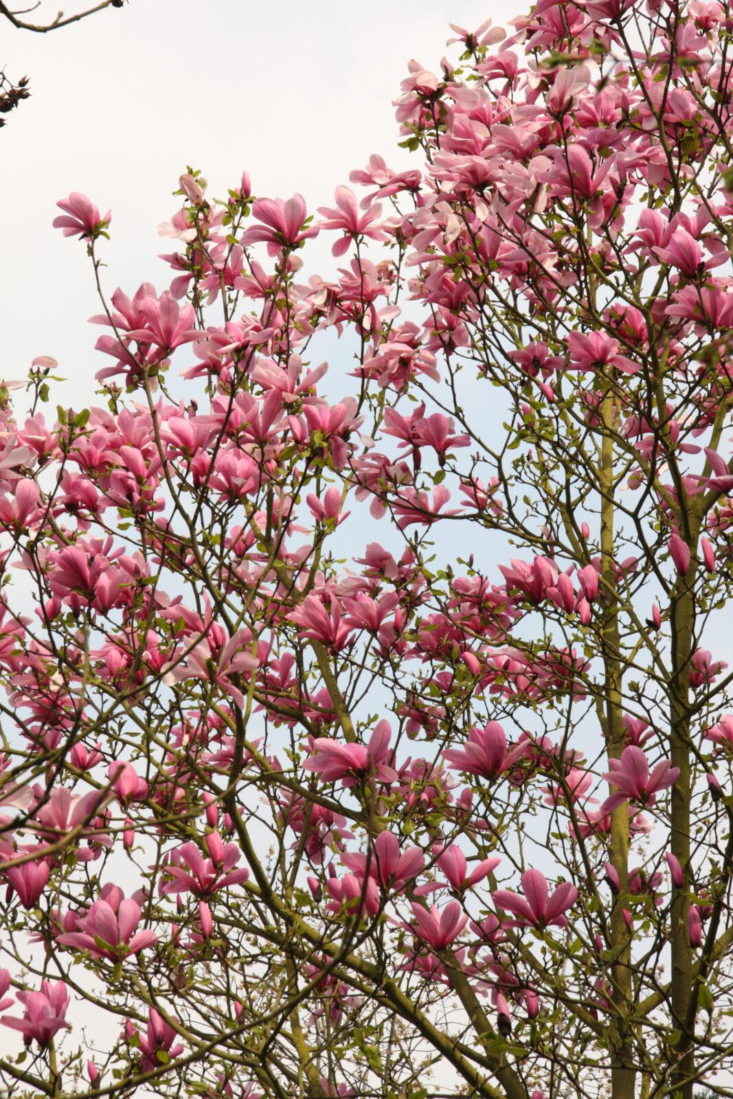 Magnolia Galaxy Single Stem - View 15 from www redcrocus com