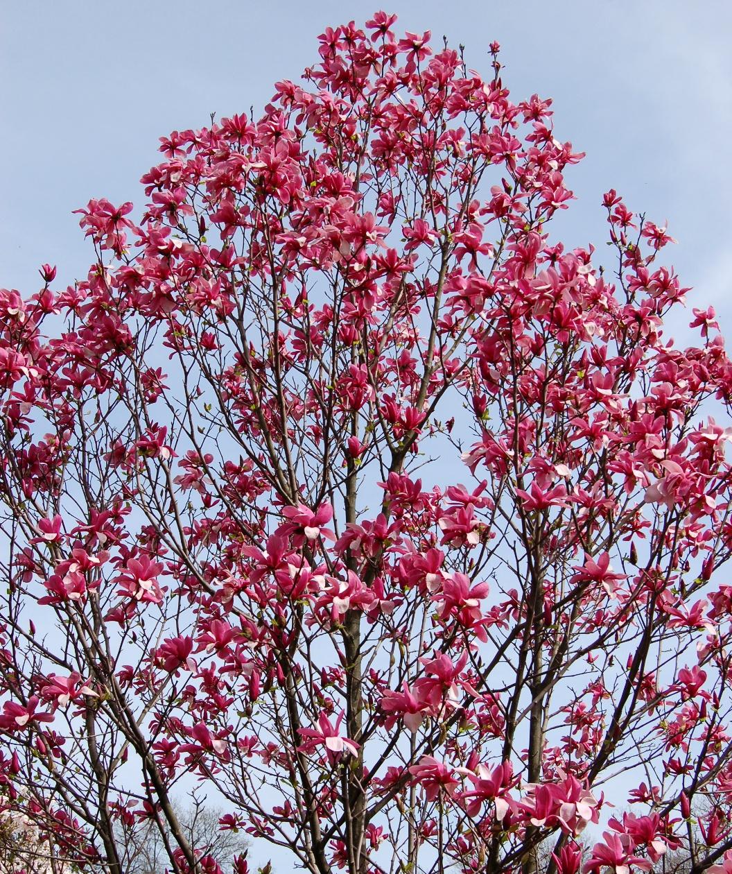 Magnolia Galaxy Single Stem - View 17 from www redcrocus com