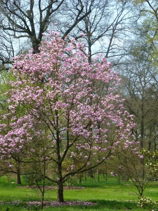 Magnolia Galaxy Single Stem - View 2 from www redcrocus com