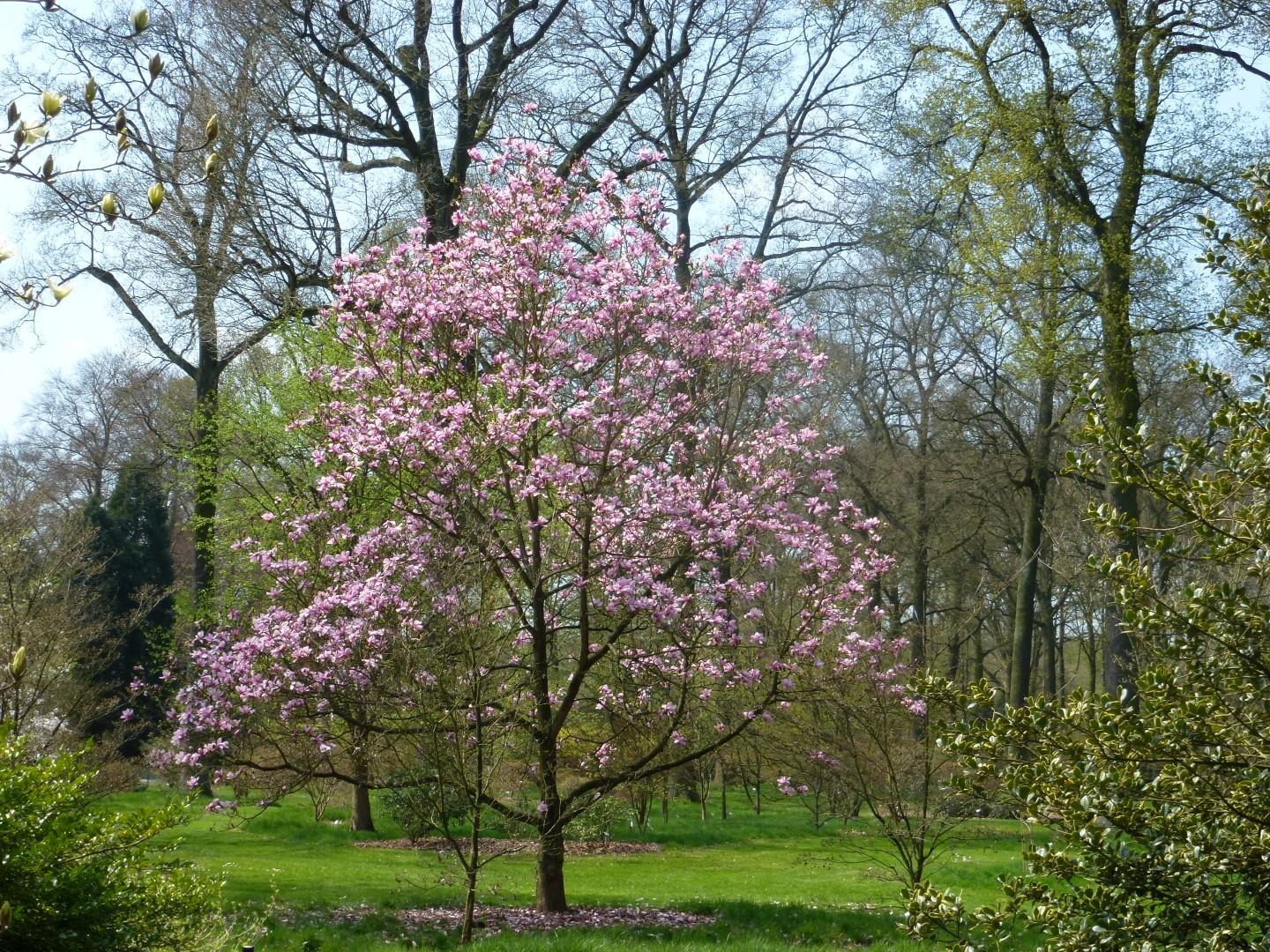 Magnolia Galaxy Single Stem - View 4 from www redcrocus com