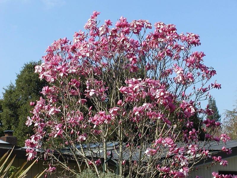 Magnolia Galaxy Single Stem - View 5 from www redcrocus com