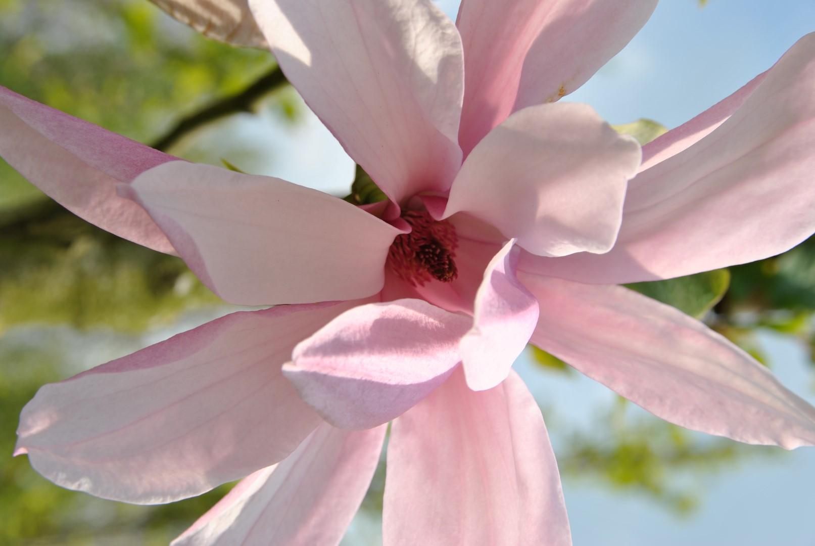 Magnolia Galaxy Single Stem - View 9 from www redcrocus com