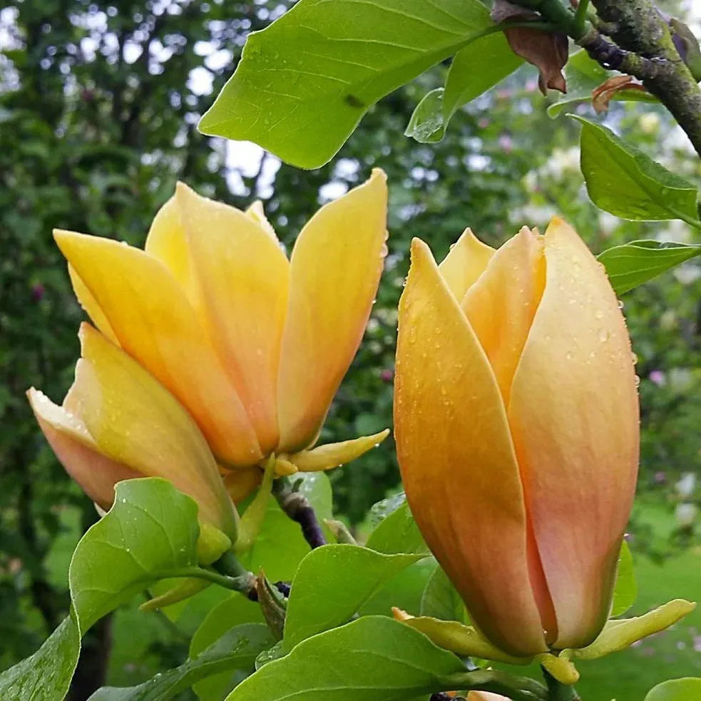 Magnolia Judy Zuk Single Stem - View 3 from www redcrocus com