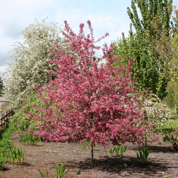 Malus Royal Raindrops - View 19 from www redcrocus com