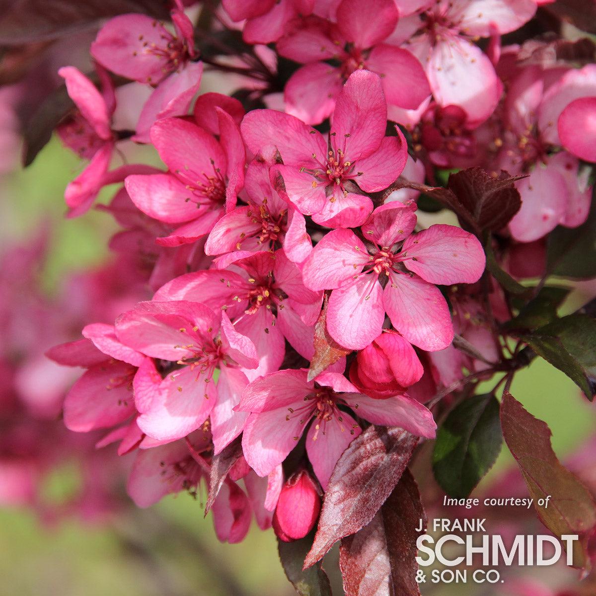 Malus Royal Raindrops - View 3 from www redcrocus com