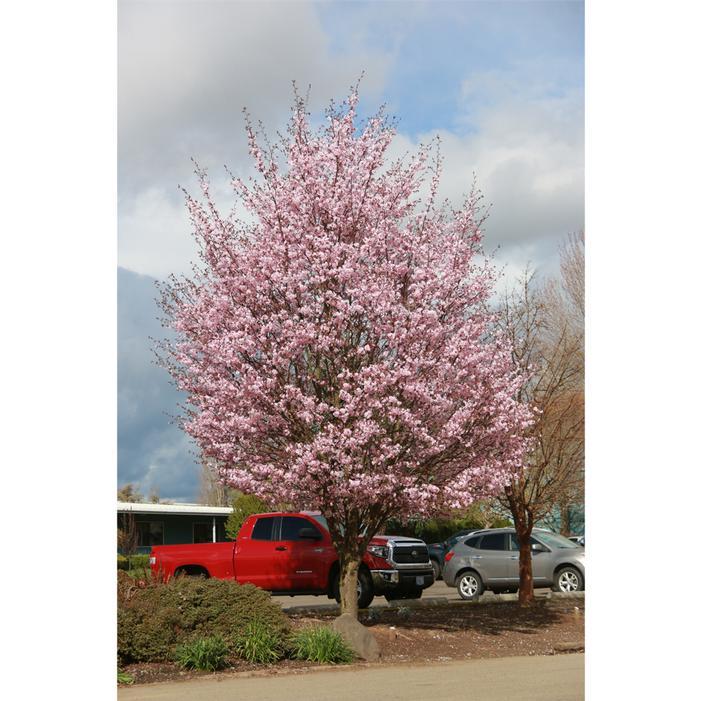 Prunus Sargentii Pink Flair - View 7 from www redcrocus com