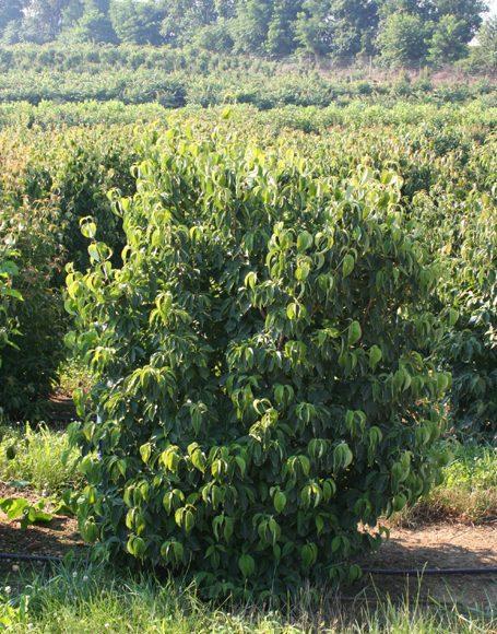 Cornus Kousa Multi Stem - View 10 from www redcrocus com