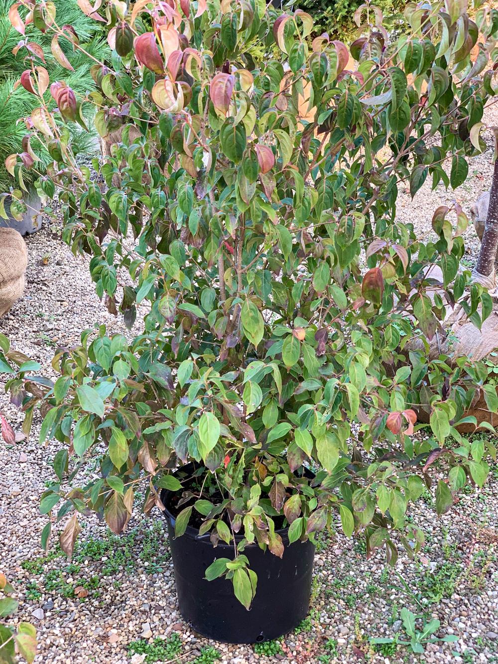 Cornus Kousa Multi Stem - View 11 from www redcrocus com