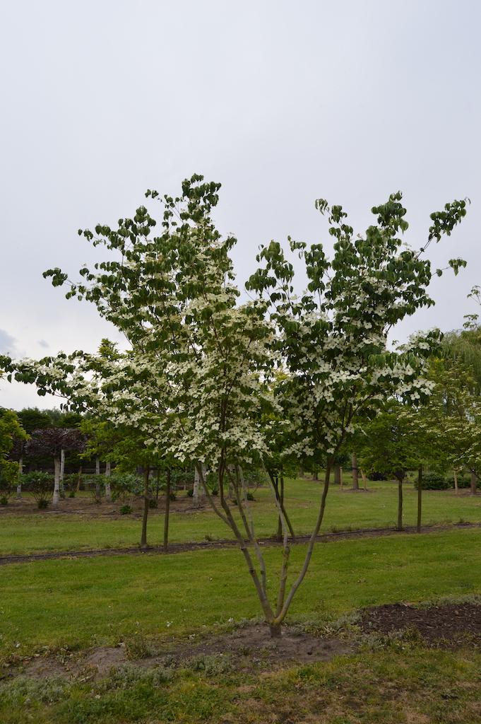 Cornus Kousa Multi Stem - View 14 from www redcrocus com