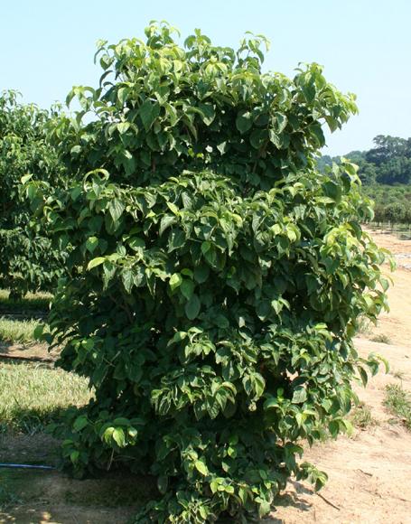 Cornus Kousa Multi Stem - View 7 from www redcrocus com