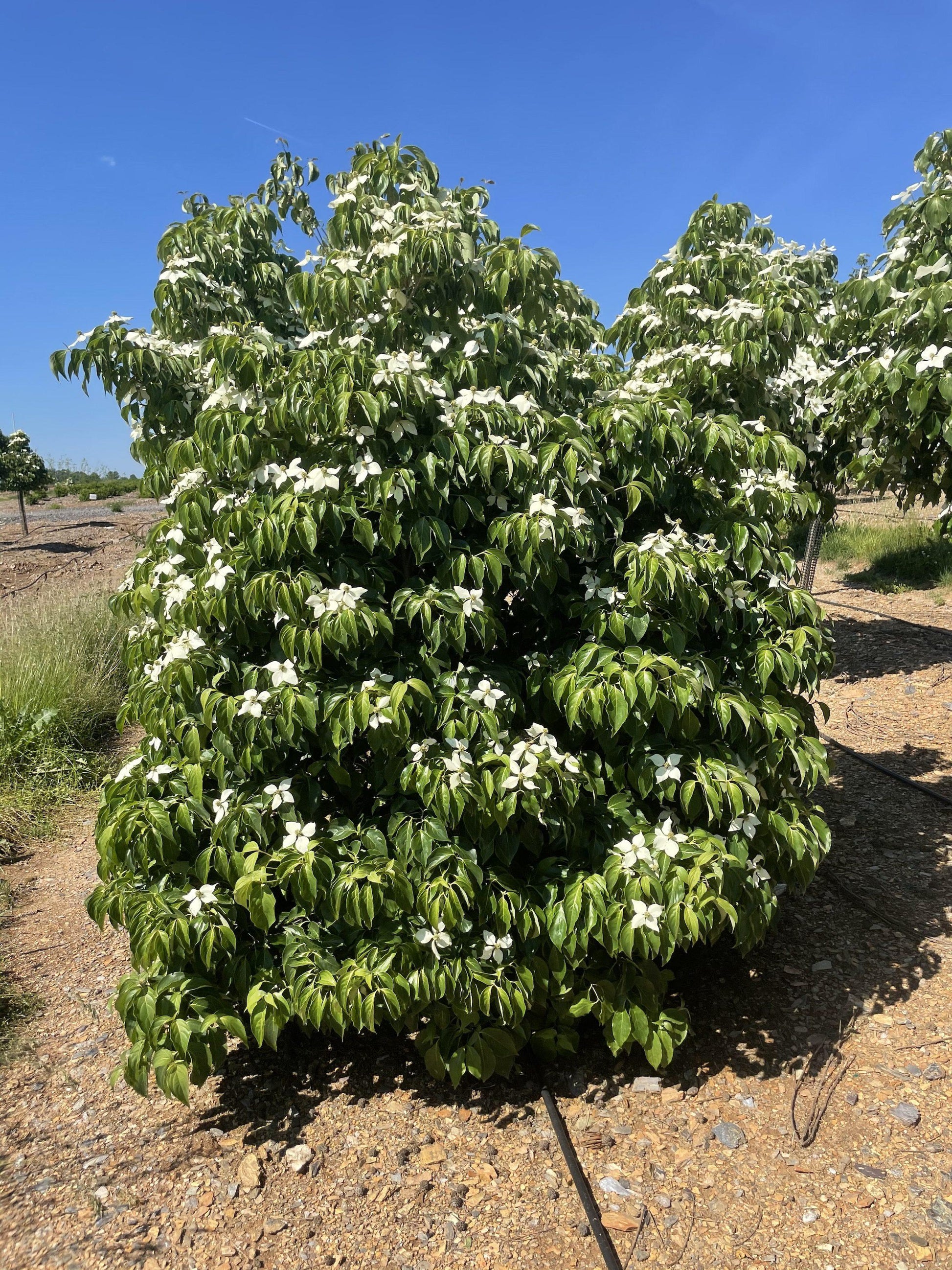 Cornus Kousa Multi Stem - View 9 from www redcrocus com