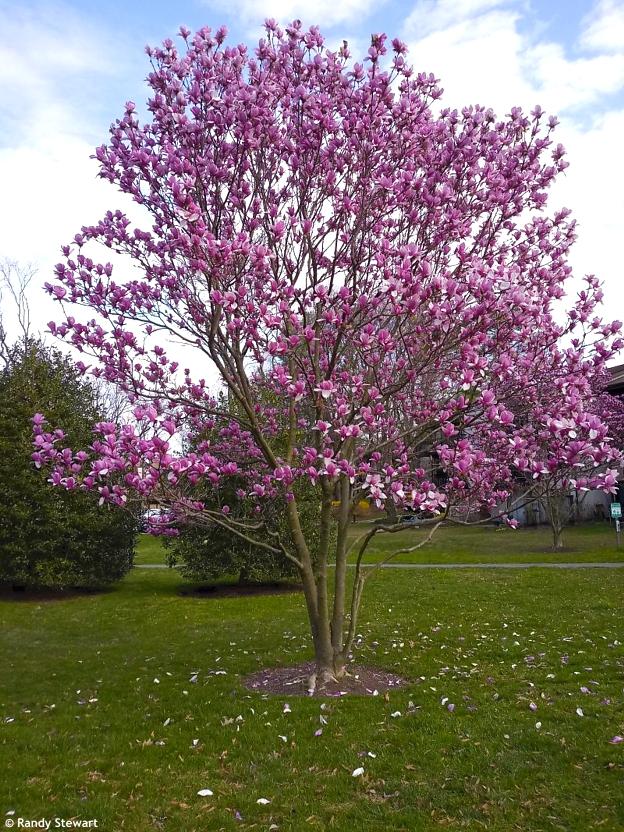 Magnolia Galaxy Single Stem - View 13 from www redcrocus com