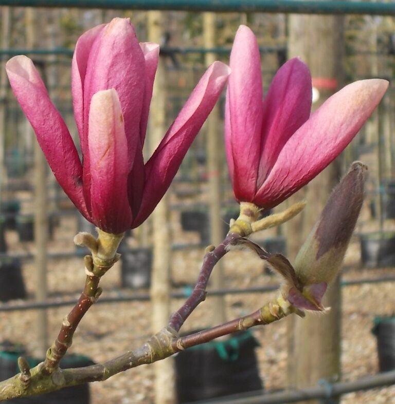 Magnolia Galaxy Single Stem - View 16 from www redcrocus com