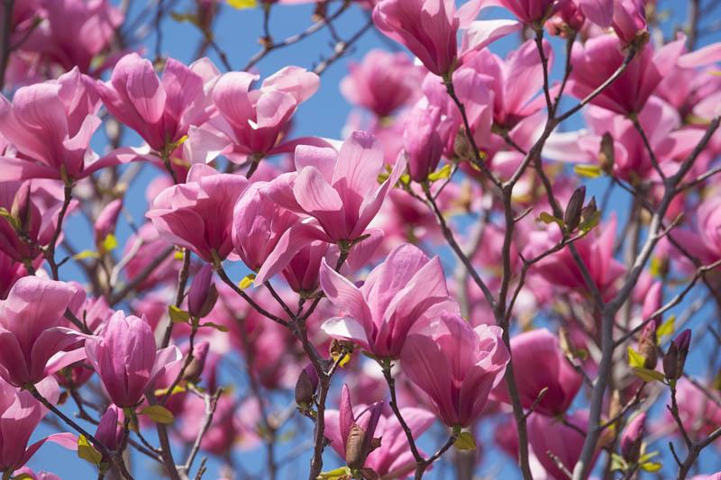 Magnolia Galaxy Single Stem - View 18 from www redcrocus com