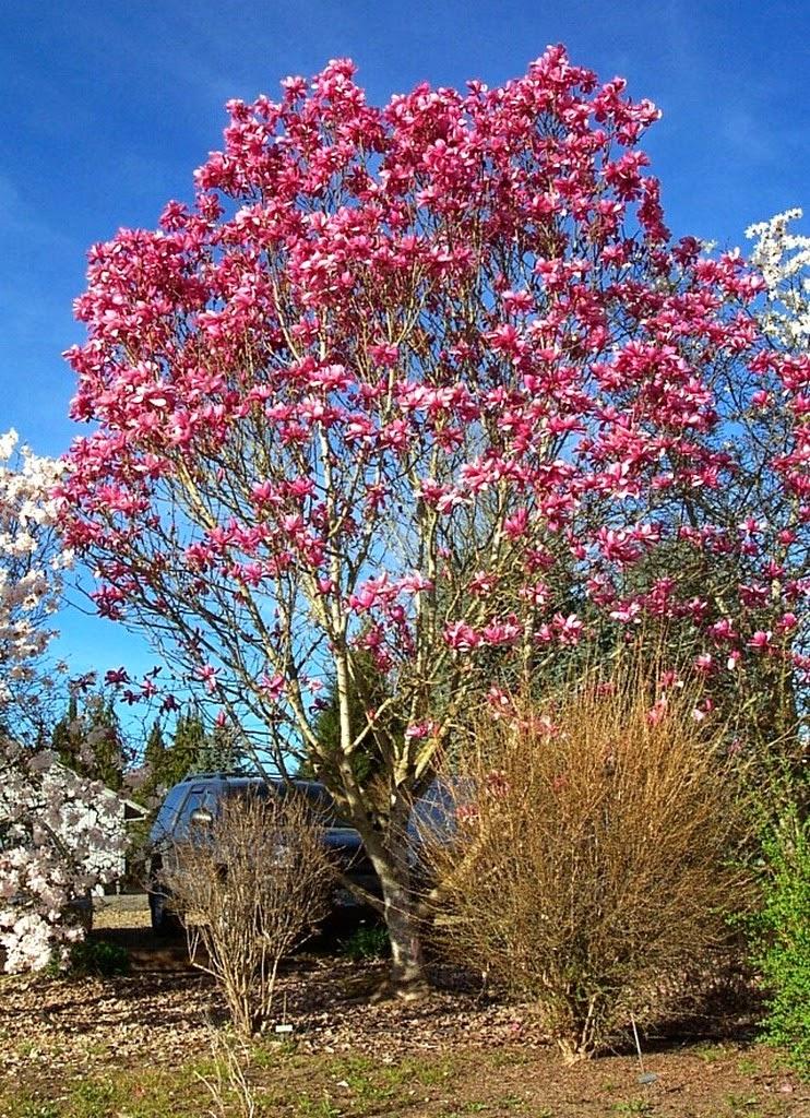 Magnolia Galaxy Single Stem - View 19 from www redcrocus com