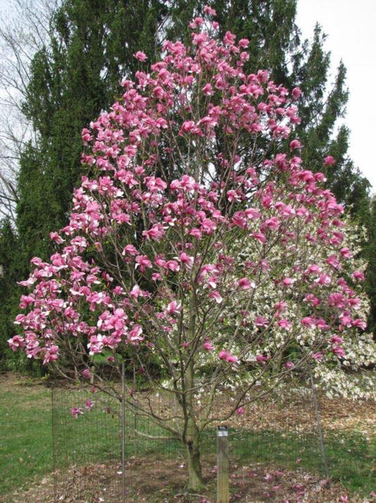 Magnolia Galaxy Single Stem - View 1 from www redcrocus com