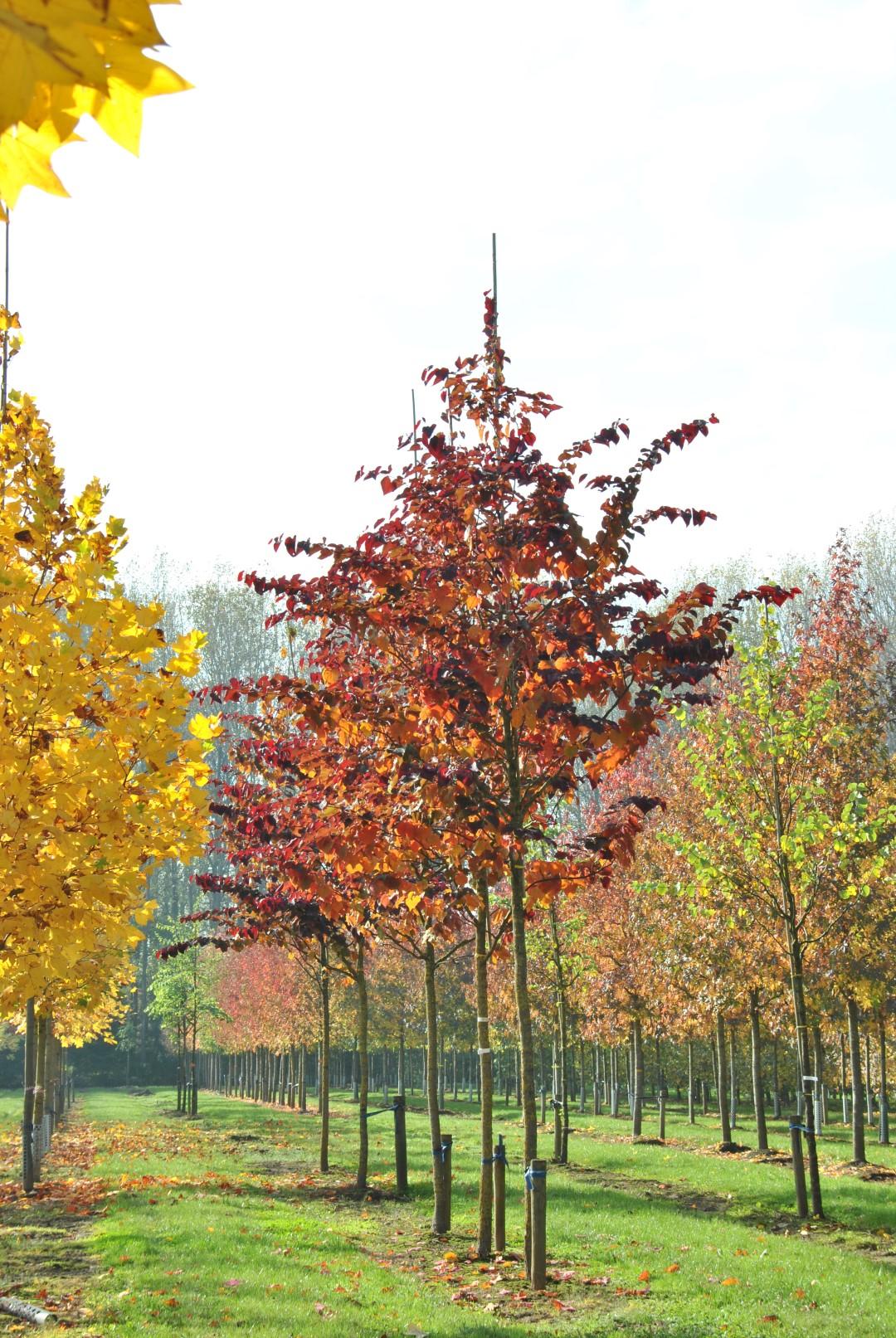 Cercis Canadensis 'forest Pansy' Single Stem - View 12 from www redcrocus com