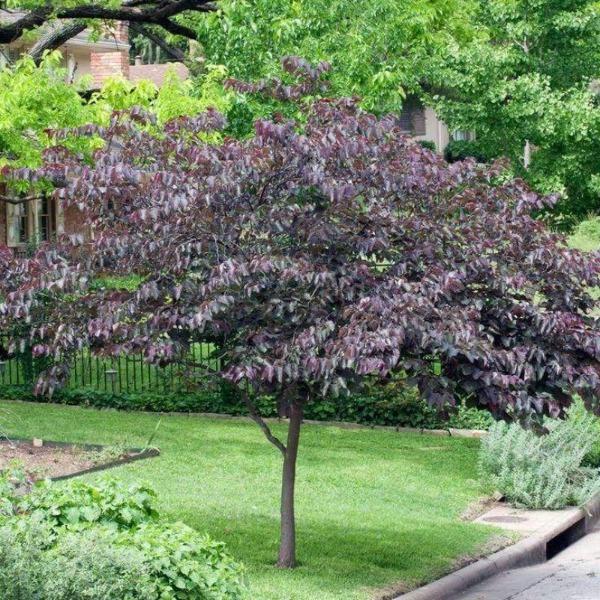 Cercis Canadensis 'forest Pansy' Single Stem - View 15 from www redcrocus com
