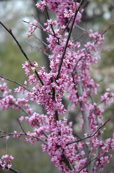Cercis Canadensis 'forest Pansy' Single Stem - View 17 from www redcrocus com