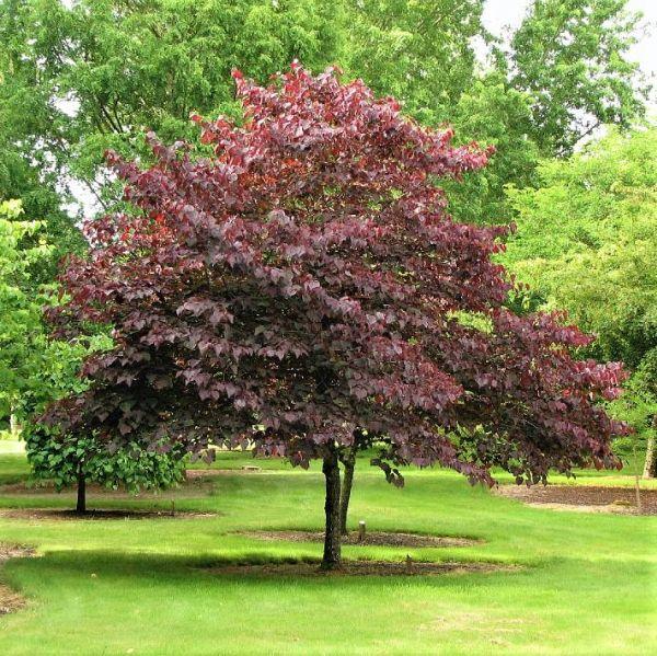 Cercis Canadensis 'forest Pansy' Single Stem - View 18 from www redcrocus com