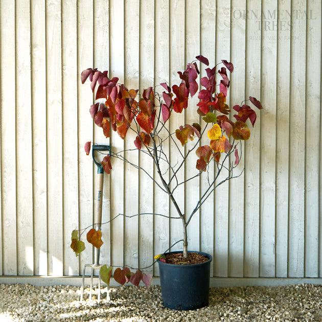 Cercis Canadensis 'forest Pansy' Single Stem - View 22 from www redcrocus com