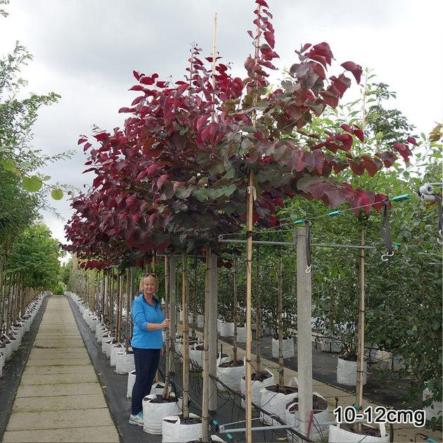 Cercis Canadensis 'forest Pansy' Single Stem - View 24 from www redcrocus com
