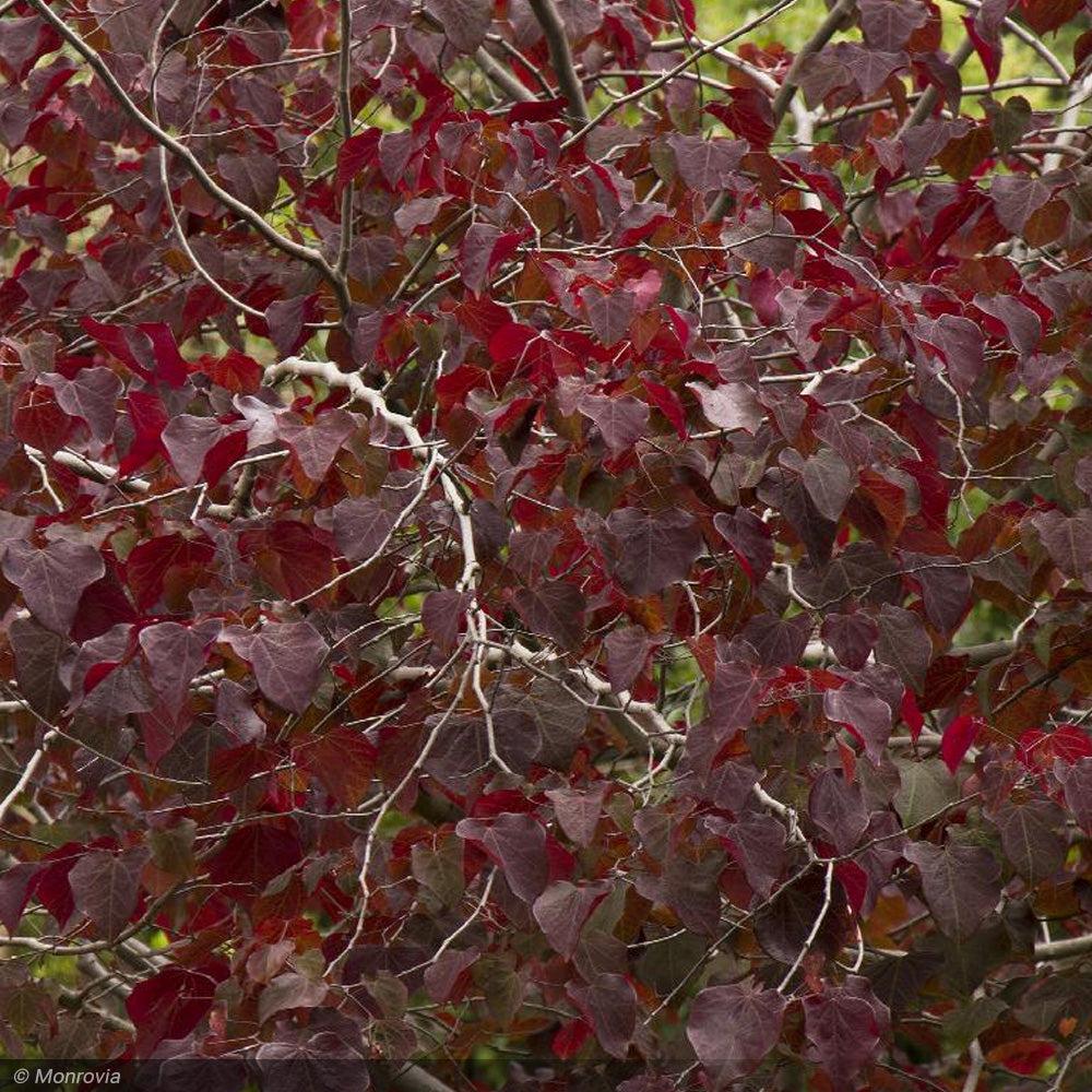 Cercis Canadensis 'forest Pansy' Single Stem - View 25 from www redcrocus com