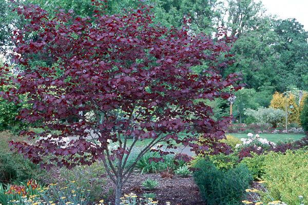 Cercis Canadensis 'forest Pansy' Single Stem - View 26 from www redcrocus com
