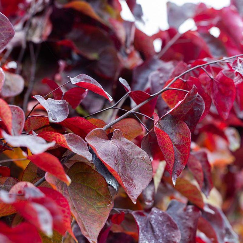Cercis Canadensis 'forest Pansy' Single Stem - View 27 from www redcrocus com