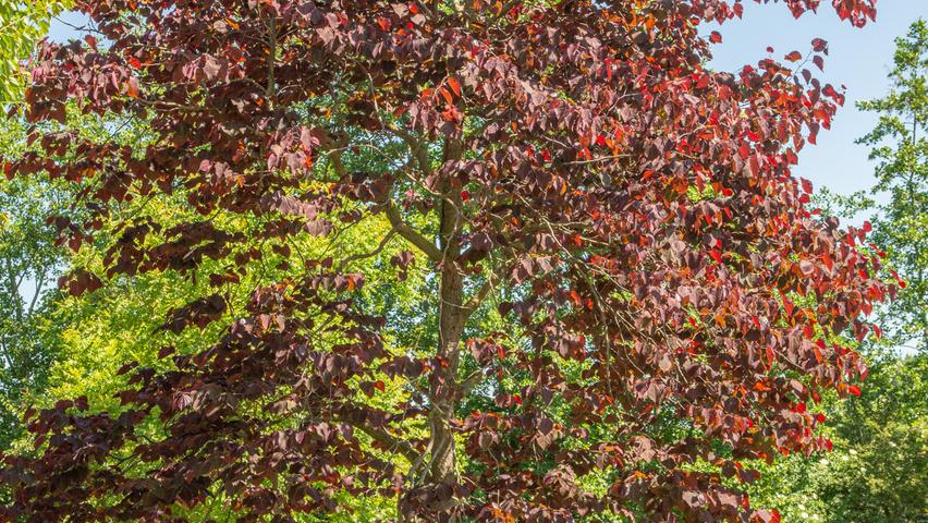 Cercis Canadensis 'forest Pansy' Single Stem - View 28 from www redcrocus com