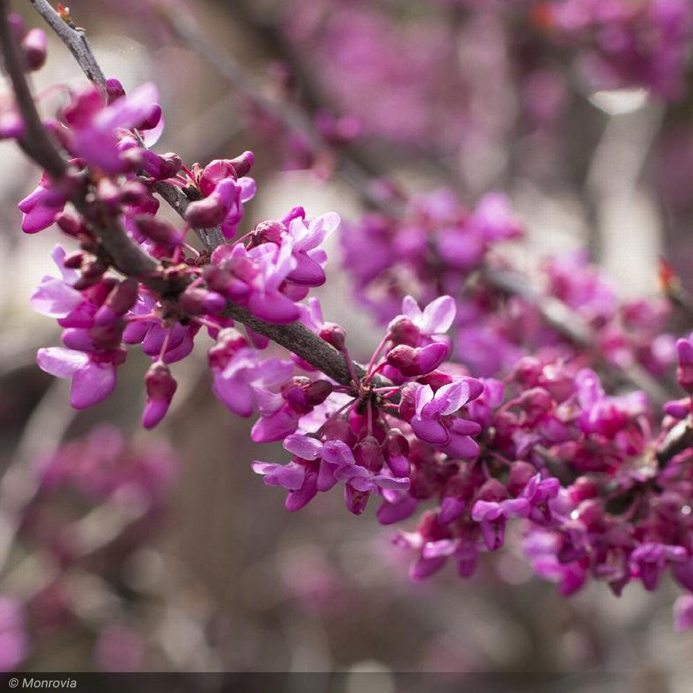 Cercis Canadensis 'forest Pansy' Single Stem - View 2 from www redcrocus com