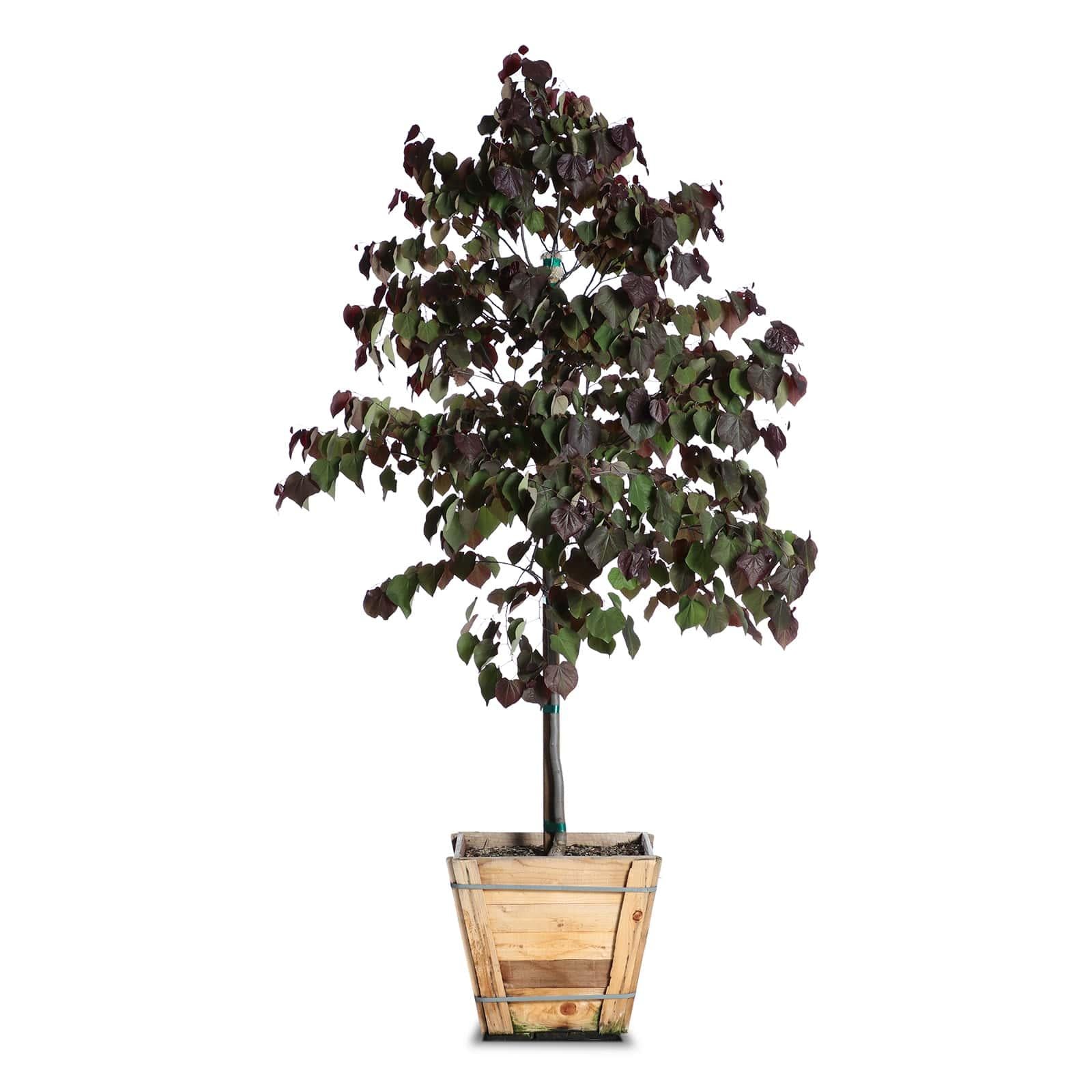 Cercis Canadensis 'forest Pansy' Single Stem - View 31 from www redcrocus com