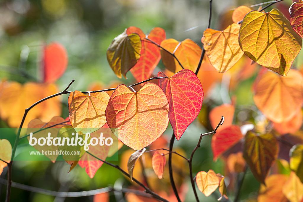 Cercis Canadensis 'forest Pansy' Single Stem - View 32 from www redcrocus com