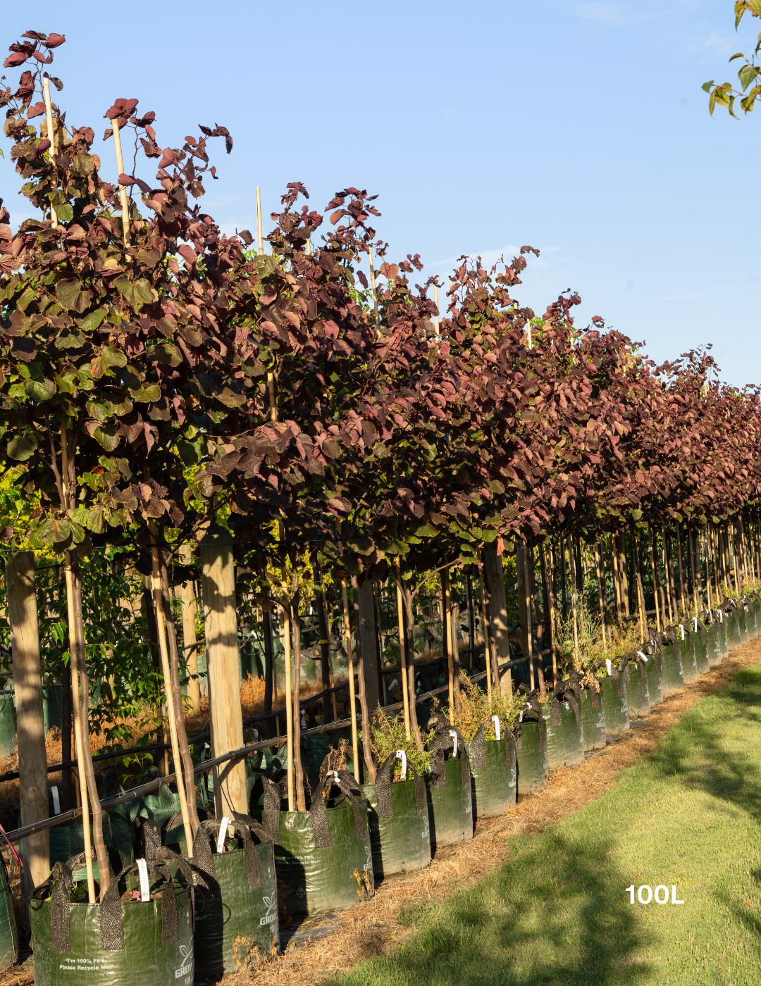 Cercis Canadensis 'forest Pansy' Single Stem - View 35 from www redcrocus com