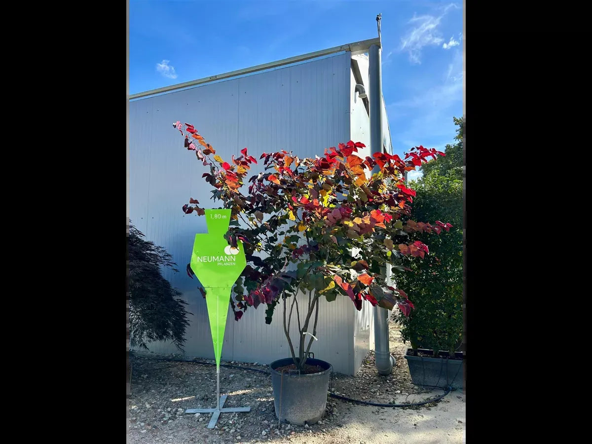 Cercis Canadensis 'forest Pansy' Single Stem - View 37 from www redcrocus com