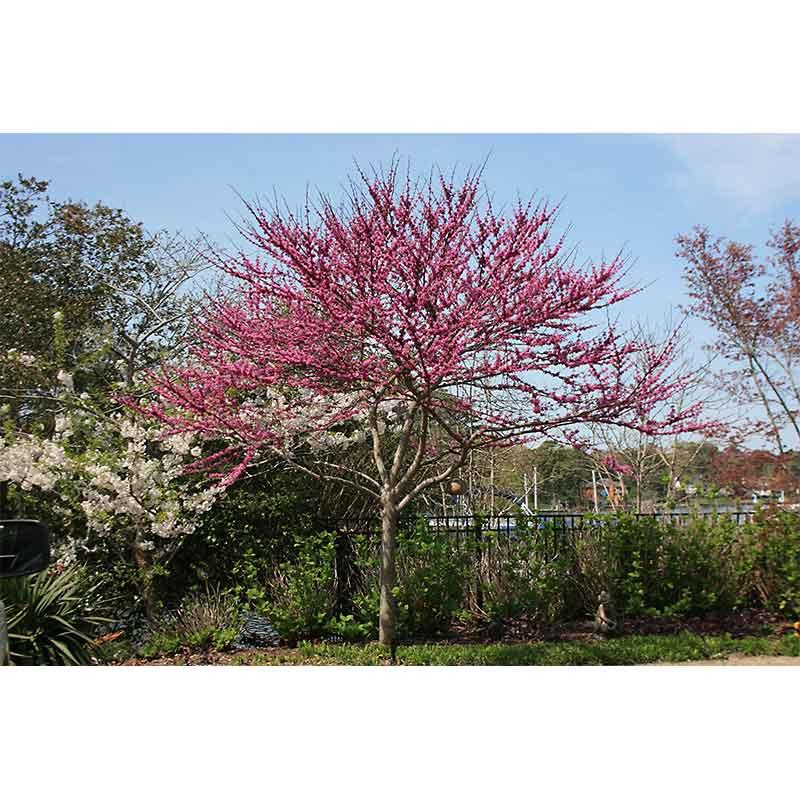 Cercis Canadensis 'forest Pansy' Single Stem - View 38 from www redcrocus com