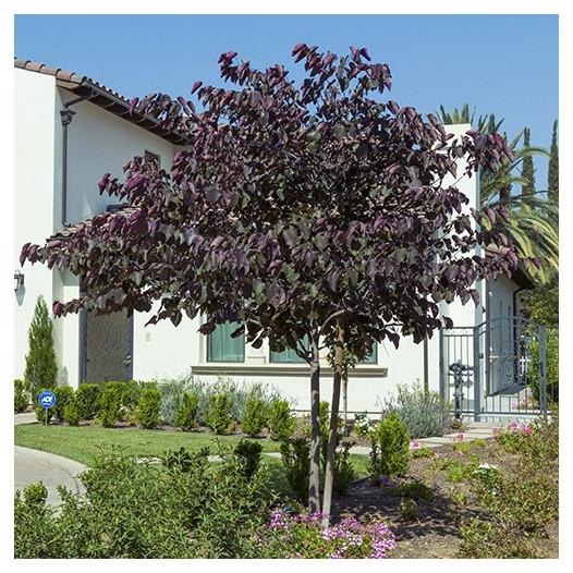 Cercis Canadensis 'forest Pansy' Single Stem - View 3 from www redcrocus com